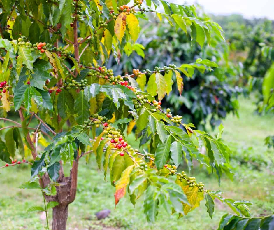Kona coffee tree Hawaii